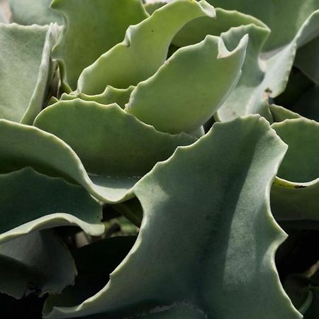 Casa Ulivo Agave Favignana At My Place Buitenkant foto